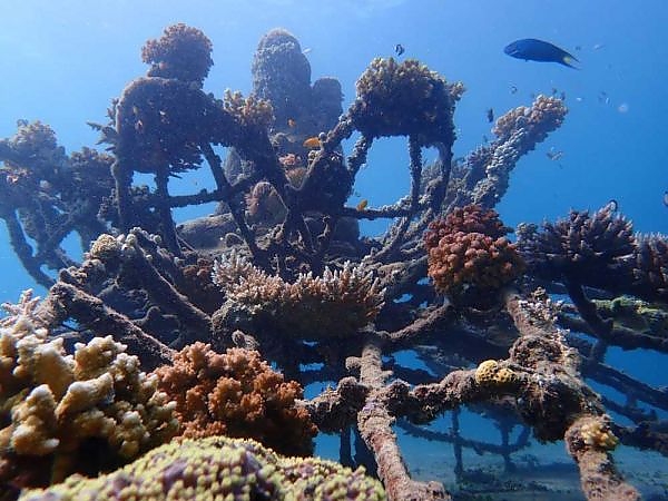 Underwater Reef